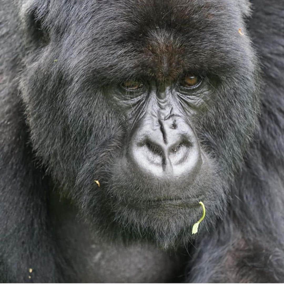 エレン・デジェネレスさんのインスタグラム写真 - (エレン・デジェネレスInstagram)「#repost @theellenfund  Take a look at this brand new baby gorilla! Nothing could mean more to us than this, and you’re all very much a part of it.  #conservation #weneedgorillas #kwitaizina2019 #babies 📷: @mckenna_karnes」9月4日 10時51分 - ellendegeneres