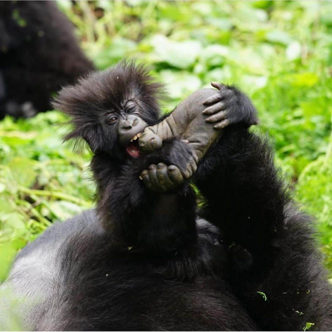 エレン・デジェネレスさんのインスタグラム写真 - (エレン・デジェネレスInstagram)「#repost @theellenfund  Take a look at this brand new baby gorilla! Nothing could mean more to us than this, and you’re all very much a part of it.  #conservation #weneedgorillas #kwitaizina2019 #babies 📷: @mckenna_karnes」9月4日 10時51分 - ellendegeneres