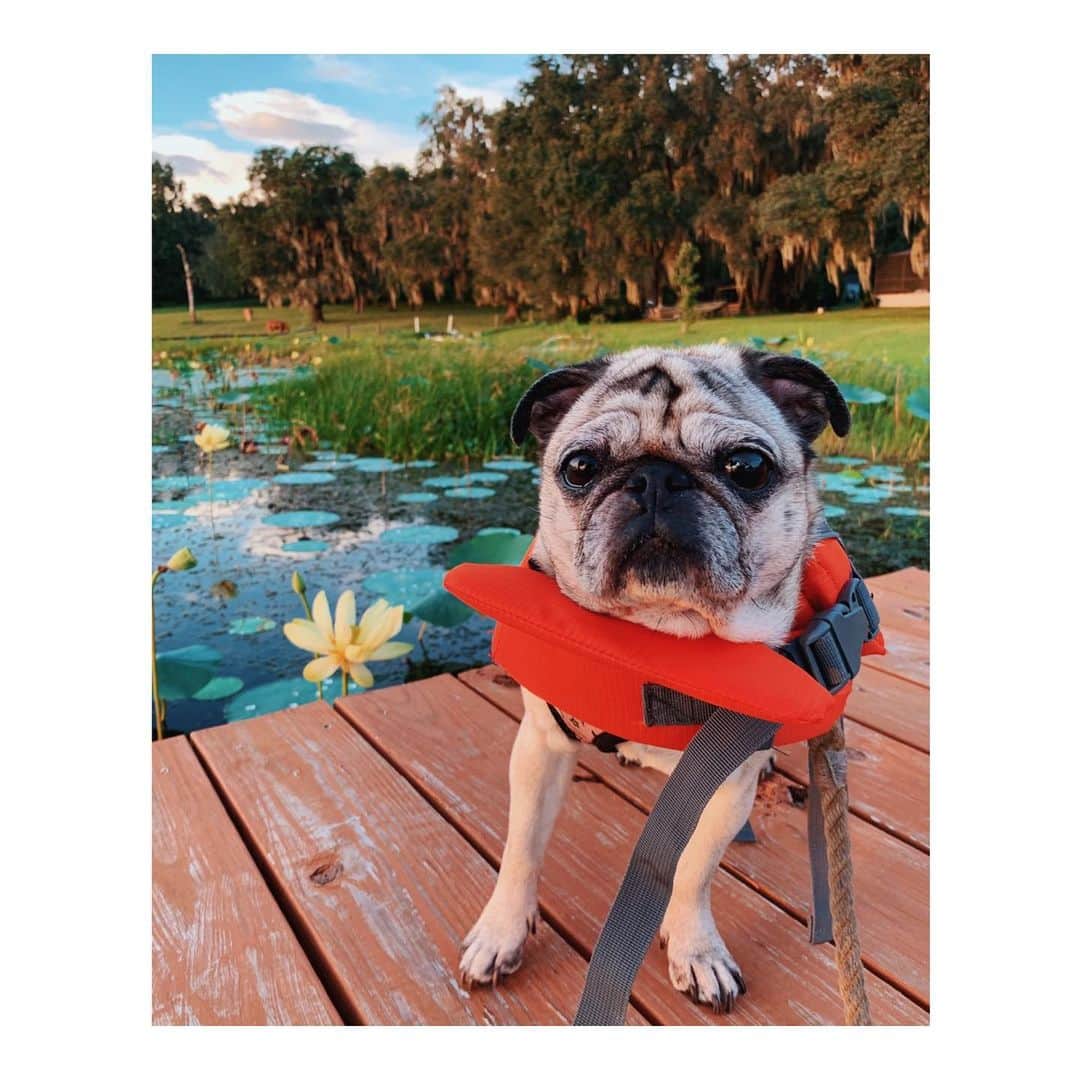 Melissa Santiagoのインスタグラム：「Summer camp pig ⛺️ 🚣‍♀️ ☀️ . . . . #DailyPug #LeicaHarrietPancakes #pugsofinstagram」