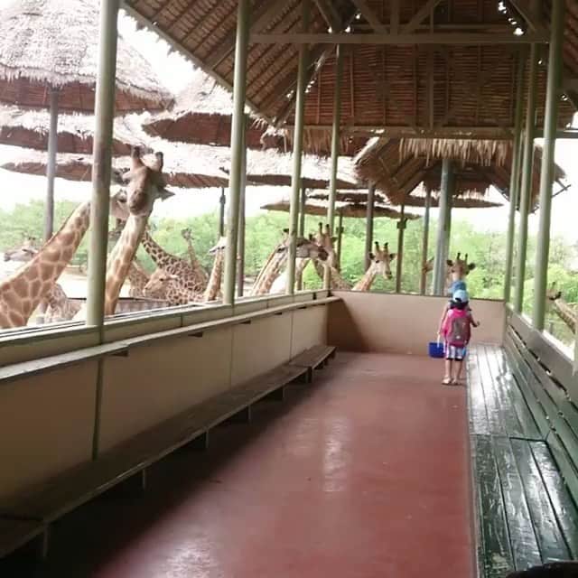 のインスタグラム：「・﻿ ーーーーーーーーーーーーーーーーーー﻿ ユーザー投稿pic紹介😎🌴🌺﻿ ーーーーーーーーーーーーーーーーーー﻿ ﻿ 🗣️caption💭﻿ すごいよすごいよ！﻿ びっくり ！﻿ き！り！ん！﻿ わわわわわわわー！﻿ ﻿ ✨pick up✨﻿ ♥️ @ mihoopom﻿ 🗾 タイ・バンコク﻿ 🏛 #サファリワールド ﻿ 💟facilities💟﻿ タイ・バンコクにある動物ふれあい施設だそう。これは行ってみたい😆♥️﻿ ﻿ 🐾いこーよ公式インスタグラム🐾﻿ @ikoyo_official では、子育てやおでかけに関する写真を募集しています﻿ ﻿ まずは、 @ikoyo_official をFollow 📲﻿ その後は、#いこーよ をタグ付けしてインスタグラムを投稿してください😆♥️﻿ ﻿ とくに魅力的な写真は、公式instagramをはじめ、いこーよ内の記事でも紹介&使用させていただく場合がございます👌﻿ ﻿ 子どもに関するものなら、どんなものでもOK🙆‼︎﻿ 親子でおでかけした思い出や、お子さんとの日常など、沢山のご投稿お待ちしております‼︎ ✨﻿ ﻿ #いこーよ #子どもとお出かけ #子供とお出かけ部 #タビスルキッズ #女の子育児 #バンコク旅行 #きりん」