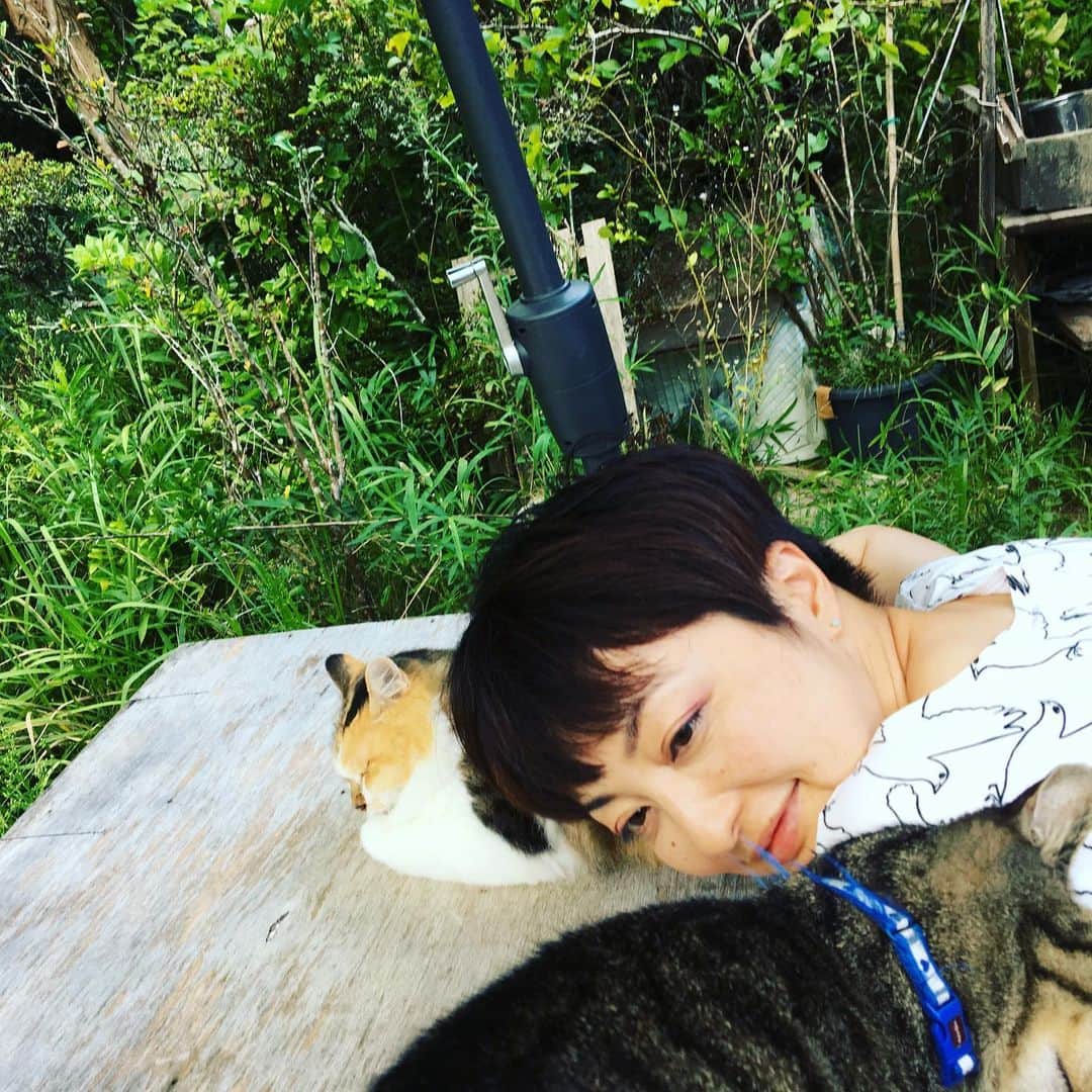 野本かりあのインスタグラム：「猫まみれ。 #遅めの夏休み」