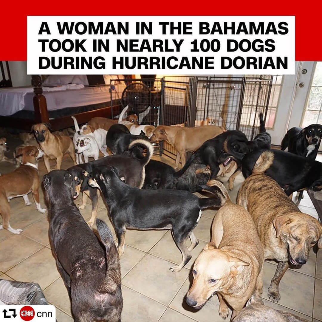 エレン・デジェネレスさんのインスタグラム写真 - (エレン・デジェネレスInstagram)「I am so grateful for heroes like this. I know these dogs are too.  #repost @cnn ・・・ Chella Phillips hunkered down in her home with 97 homeless dogs 🐕 as Hurricane Dorian pummeled the Bahamas for days, leaving behind catastrophic damage. Phillips said 79 dogs shared her master bedroom, and not one of the very good boys and girls attempted to jump onto her bed. “Each island has [an] abundance of homeless dogs, my heart is so broken for the ones without a place to hide a Cat 5 monster and only God can protect them now,” Phillips said on Facebook. On Monday, she said her home in the Bahamas capital, Nassau, flooded but that all 97 pups were doing well. 🐶 (📸: Chella Phillips/Facebook)」9月4日 12時16分 - ellendegeneres