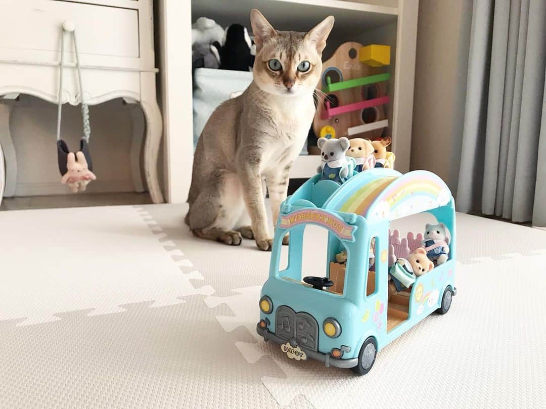 モルト♡Malt(Singapuracat)のインスタグラム：「ぼくの席はありますかぁ？🚌🎒」