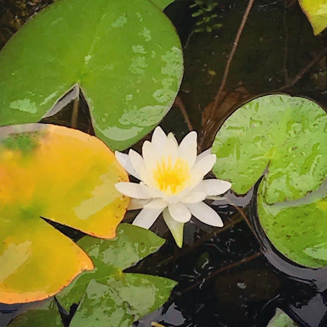 アンミカさんのインスタグラム写真 - (アンミカInstagram)「お食事処の庭の池に、真っ白な蓮の花がひっそりと、でも力強く咲いていました🏵  私の大切なしている大好きな言葉は 【この泥にこそ咲け蓮の花】  蓮の花は、冷たく真っ暗な泥の中を、まっすぐ光の方に伸びて、汚れない強く美しい、仏が乗るほどの清浄な花を咲かせます🏵✨ 。 どんなに辛いことがあっても、光さえ信じて、光の方にさえ進んでこれば、必ず道は開け、気がつけば自分だけの美しい花を人生の中に咲かせているのです🏵✨ 。 この言葉に、何度も救われてきました。。。 なので蓮の花は、私の中でとても特別な花なのです😌🏵 今の私には、とても心強く感じます❤️ 。 さて、今日はとある記者発表会見です🎤 急いで日本に戻ります✈すぐに報告致しますね☺️ 。 。  #泥にあって泥に染まらず汚泥不染の徳 #お釈迦様の説かれた八苦の中の愛別離苦もこの言葉で乗り越えて #言霊の奇跡 #lotus #spirit」9月4日 12時50分 - ahnmikaofficial