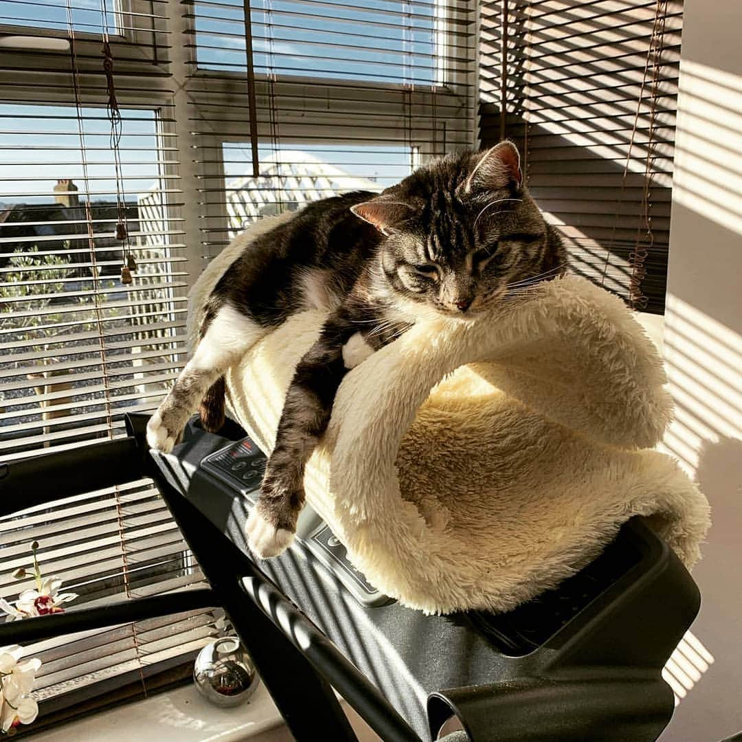 CatStockerさんのインスタグラム写真 - (CatStockerInstagram)「Hello! #catstocker is here!  Follow our FURRriend @patsy_and_eddie  Scroll right for more pictures 👉 . . . . . #cat #neko #mačka #chat #котка #kotek #kot #кіт #mače #кошка #кот #katze #gato #gatto #kissa #子猫 #猫 #고양이 #貓 #kedi #köttur #kissanpentu #חתול #кішка #子猫 #kittens #小猫 #kätzchen #котята」9月4日 18時29分 - catstocker