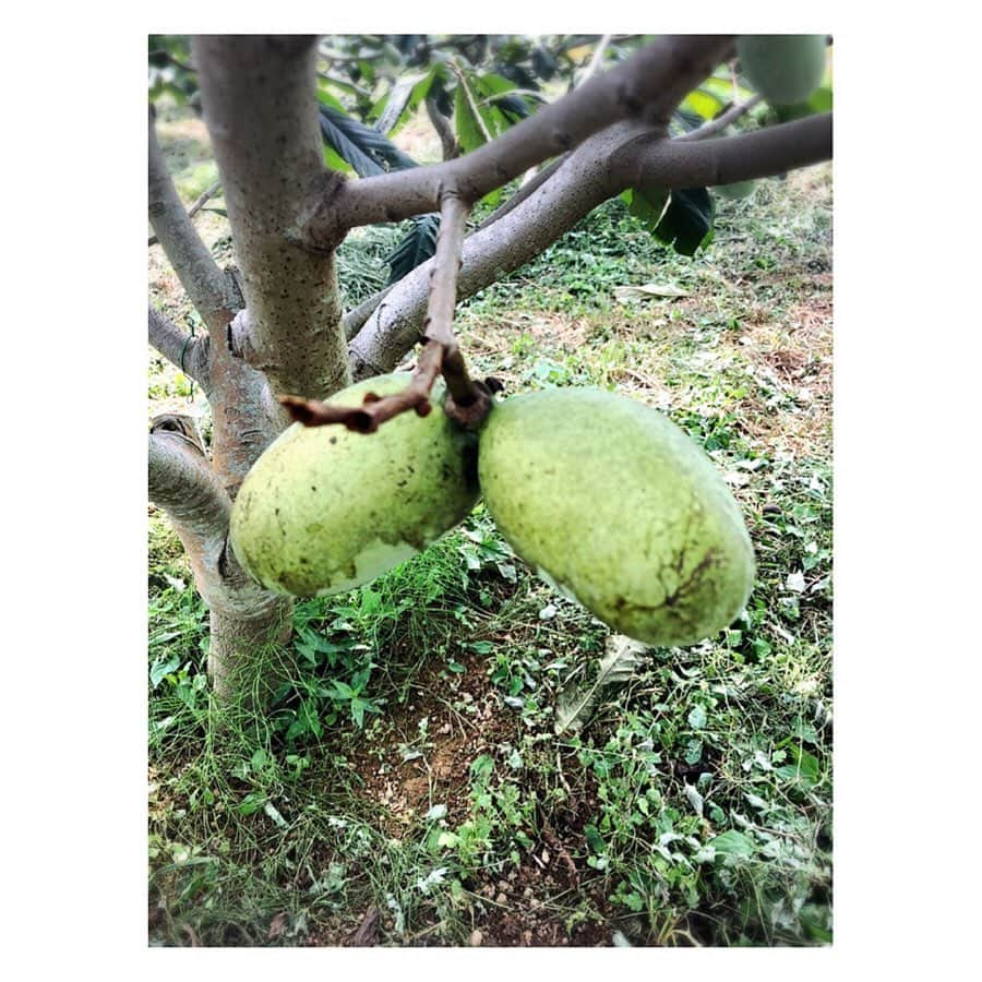 中山忍さんのインスタグラム写真 - (中山忍Instagram)「ポポー✨ 幻の美肌食材です🥭 フレッシュでおいしかった😋  #名医のTHE太鼓判 #ポポー #良い香り #森のカスタードクリーム」9月4日 13時16分 - _shinobu_nakayama_