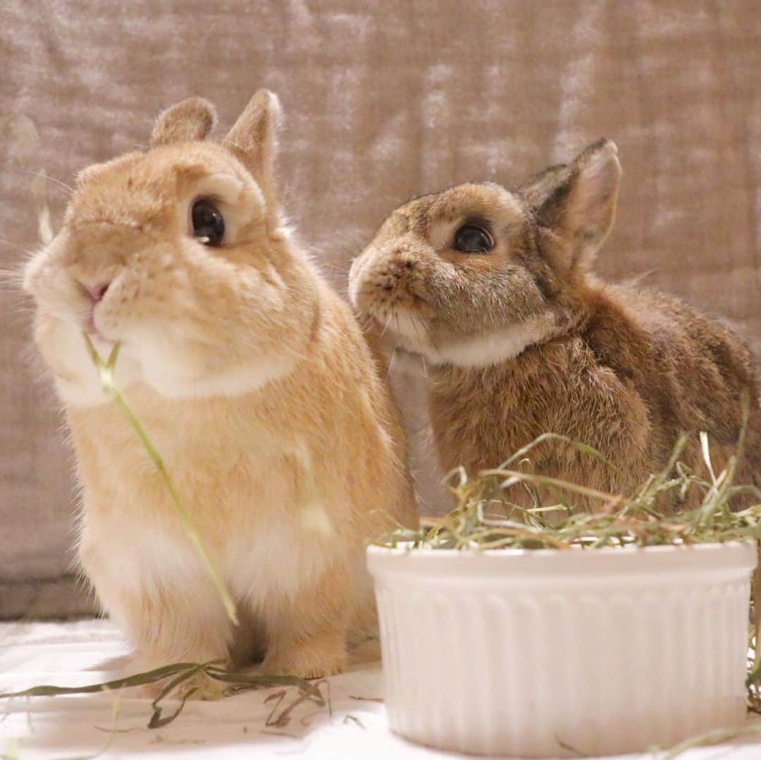 うー & なー ❤️ウチムラさんのインスタグラム写真 - (うー & なー ❤️ウチムラInstagram)「* もぐもぐ、、、 右の茶色は？🤔 時間をさかのぼってみましょう🐨 *  #bunny #rabbit  #animal  #pets #bunnystagram #rabbitstagram  #動物 #うさぎ #ネザーランドドワーフ #netherlanddwarf #オレンジ  #アンギーユ #アン #あんころ #アン子 #アン太郎 #canonEOSM100#うさぎのウチムラ #うーちゃん #ミニウサギ」9月4日 13時18分 - uu_una_mina