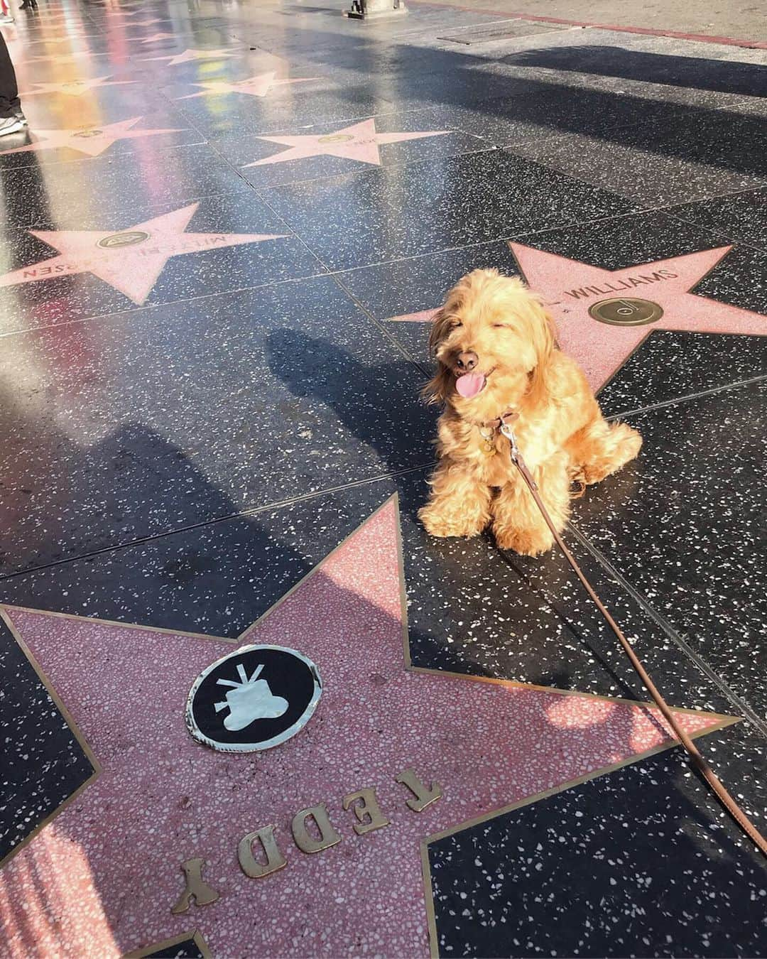 CHIHAさんのインスタグラム写真 - (CHIHAInstagram)「Hollywood行ってきた❤️ テディはハリウッドスターになりました❤️ #Hollywood #Hollywoodstar #la #LosAngeles」9月4日 13時40分 - chiha6170