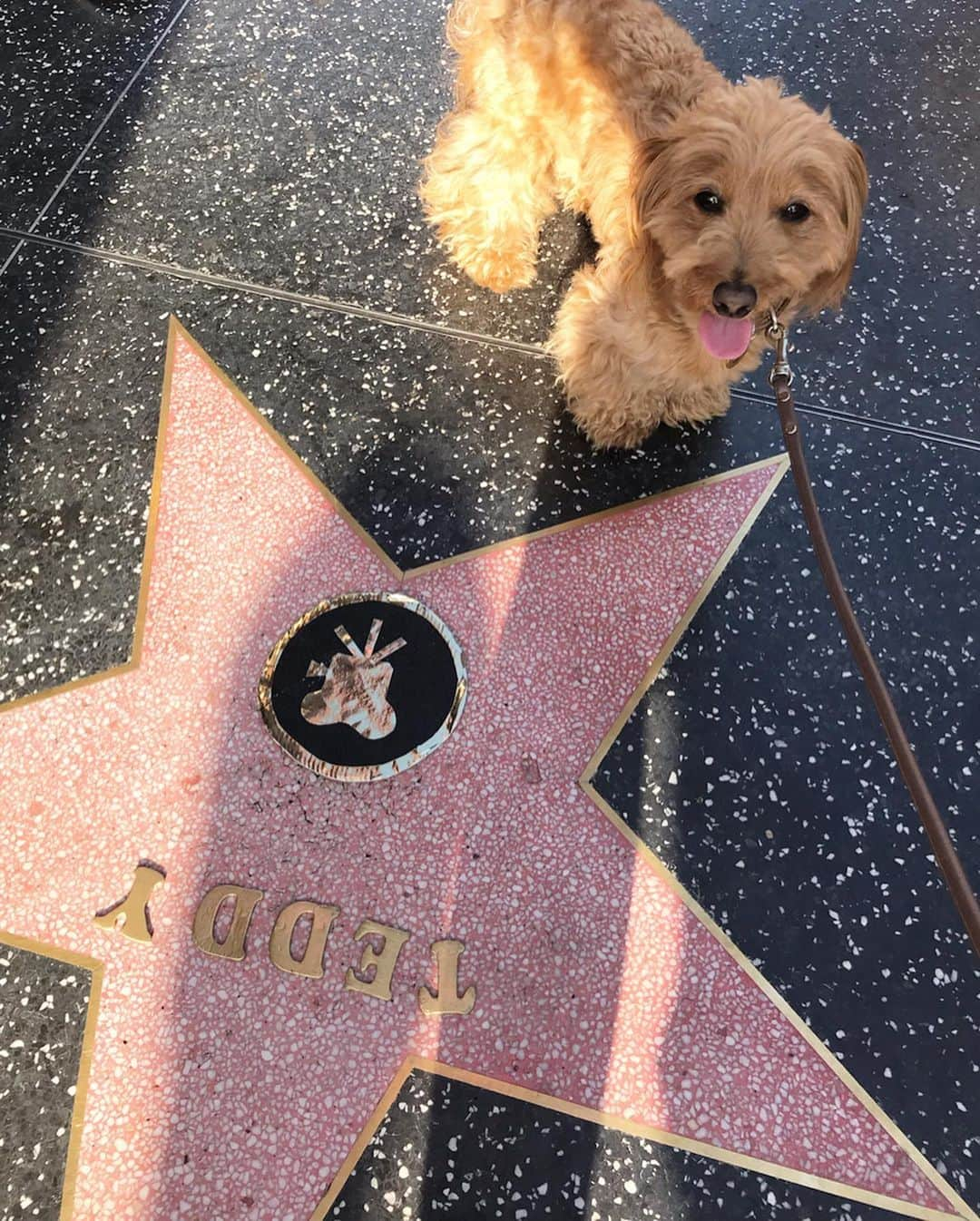 CHIHAさんのインスタグラム写真 - (CHIHAInstagram)「Hollywood行ってきた❤️ テディはハリウッドスターになりました❤️ #Hollywood #Hollywoodstar #la #LosAngeles」9月4日 13時40分 - chiha6170