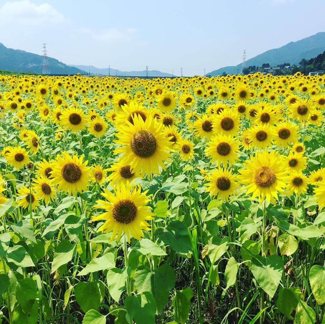 中山裕子さんのインスタグラム写真 - (中山裕子Instagram)「🌻 夏が終わっちゃいました… #福井県 #永平寺町 #旅 #travel #japan #fukui #ひまわり畑 #福井女子旅 #このハッシュタグしたかった」9月4日 14時42分 - yuko_nakayama_official