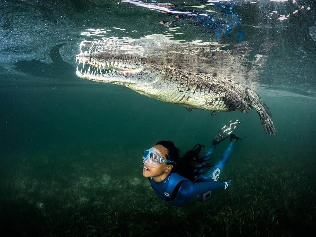 二木あいさんのインスタグラム写真 - (二木あいInstagram)「Getting Closer 🤫 Photographed @fabricedudenhofer #cuba #friend #crocodile #underwater #freediving #underwaterworld #onebreath #zen #tranquility #health #love #happiness #smile #life #calmness #mindfullness #communication #mind #serenity #beauty #oneness #interaction #nature #ocean #earth #coexist #aifutaki #ワニ #友達になれるかな」9月4日 15時17分 - aifutaki