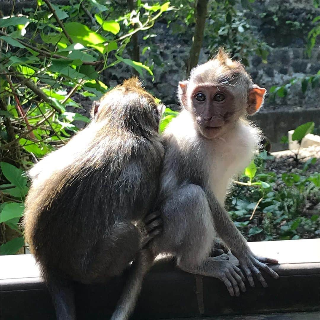 北欧ネイルサロンさんのインスタグラム写真 - (北欧ネイルサロンInstagram)「あいやー😆！バリ島のウブド、すっかり気に入っちゃった。。人も村もスローで、ゆるゆる〜🌴ワイルドで飾らない自然☺️私は美しい鳥とアリと犬とプルメリアとバナナとエトセトラからたっぷり充電出来ました🍌🐜🐕🌼写真は母とキンタマーニ山で、きん◯まのポーズをして撮った写真ですへへへ🙈❤️大好きなお母ちゃんとバイバイして、私は1人すし詰め状態で3万2千円の格安航空に乗り、ドイツに戻って来ました✈️🇩🇪ベルリンは滞在2日だけど会える人と会って、秋服を調達して笑(寒いからね)明後日バルセロナ🇪🇸へ向かいます。目的はひとーーーつ！感性をぐんぐんと高めるにだーーー！！！ひっひっひっ😏 9月17日からのアメリカツアーは2ヶ所！サンフランシスコのカストロ(LGDBタウン！)とニューヨークのマンハッタン(イェ)😎です😋今回はご縁があり久方ぶりにサロンでネイルをさせて頂きます🎊お近くにお住まいの方は是非この機会に！詳細は改めてお伝えしますね！さてさてーまたインスタ更新しつつ、英語も頑張らなくっちゃ！！チシシ！！🤤😆🐒✨🌴 . Ups! That’s a wonderful place are Ubud !People are friendly and village are slowly.I could charge energy in wild and plain nature such a lot of ants flowers banana dogs and beautiful birds...! This photo was taken by Kintamani Mountain with my mom!I said goodbye my mom and back to Berlin  in Germany now . But I stay only 2 days in Berlin this time. I’ll meet my favorite friends and pick up my  warm wear for autumn .And then day after tomorrow  I’ll go to Barcelona in Spain.The purpose is clear I wanna  to improve my sense and sensitivity. Next nail place is USA! I’ll do nail in  2 points one is San Francisco other is NewYork. This time I do the nail in a specific salon!!Details are  later！It’s my next step.hehe . UPS！ 這是一個很棒的地方是烏布！人們很友好，村莊很慢。我可以在野外和朴素的自然中充電，很多螞蟻開花香蕉狗和美麗的鳥兒......！ 這張照片是由Kintamani山和我媽一起拍的！我告別了我的媽媽，現在又回到了德國的柏林。但這次我在柏林呆了2天。  我會見到我最喜歡的朋友，然後在秋天接受我溫暖的穿著。後來我會去西班牙的巴塞羅那。目的很明確，我想提高自己的感覺和敏感度。 下一個指甲地點是美國！ 我會做2分，其中一個是舊金山，其他是NewYork。 這次我在特定的沙龍做指甲!!細節是 . #ubud #withmam #キンタマーニ #下ネタじゃないよ #でも半分下ネタだよ笑笑 #newyorknails #manhattannails #naildesign #nailarts #nailpaint #nailpaintings #nailstagram #usanails #sanfrancisconails #kastro #hokune」9月4日 16時06分 - art_hokune