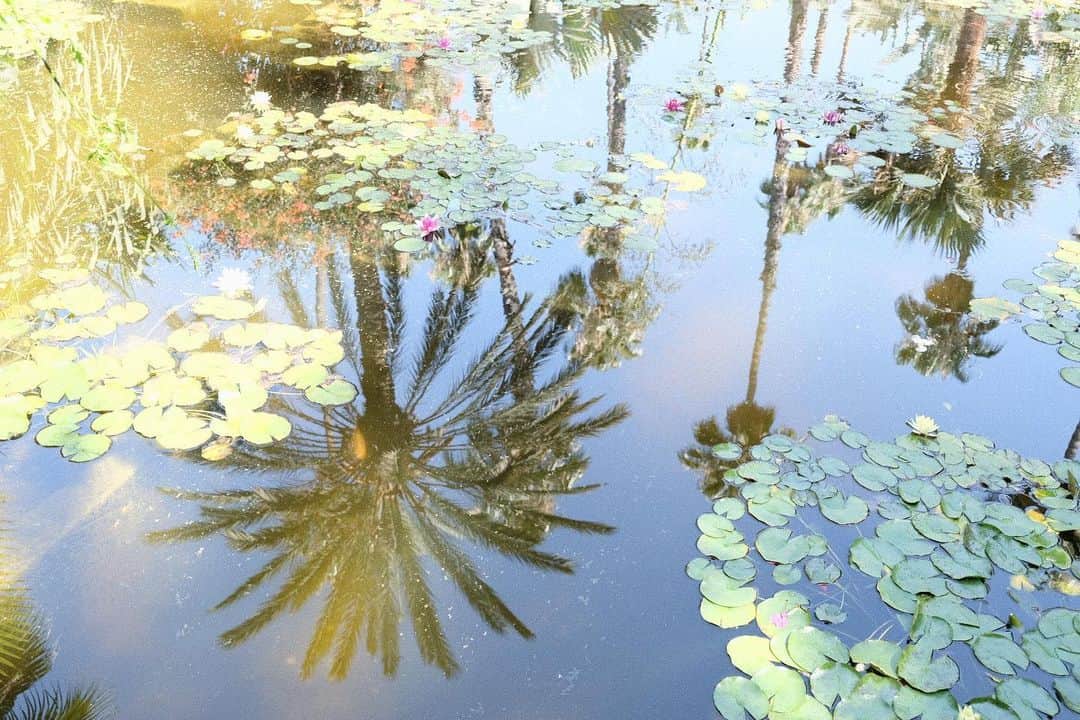 KUNIKAのインスタグラム：「Another world in the pond... ⛲️ #morocco #marakesh #jardinmajorelle」
