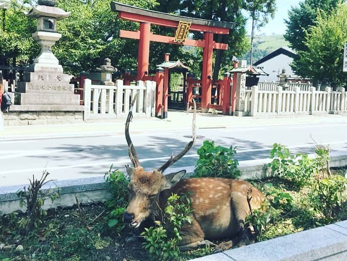 はなさんのインスタグラム写真 - (はなInstagram)「日帰りで奈良へ行ってきました！奈良国立博物館では日曜日まで「いのりの世界のどうぶつえん」が開催中！普段から仏教にまつわる動物(特におしり)を見るのが大好きな私にとってはたまらないラインナップでした(๑˃̵ᴗ˂̵)子供も楽しめる展示になっていますので週末はぜひご家族で奈良博へ♪ さらに、石仏龕(せきぶつがん)を拝観しに十輪院にも足を運びました。ご本尊の石像地蔵菩薩さまを取り囲む「龕」はとても珍しく、極楽浄土を表す地蔵世界がてんこ盛りのレリーフで描かれています。仏像群のほか、北斗七星や星座が梵字で刻まれているのですからここはもう宇宙ですよ！お寺の方のお話を聞いていたら突然、雷雨に見舞われ十輪院に１時間以上、居座ってしまいました(☝︎ ՞ਊ ՞)☝︎ちっちゃなかわいらしい仏像にもたくさん会えるし、ほんとにオススメです！ 今日はとんぼ返りですが、二週連続で奈良を楽しむことができて幸せ(๑･̑◡･̑๑)秋の御開帳や正倉院展も待ち遠しい！ #奈良国立博物館 #評議員 #いのりの世界のどうぶつえん #十輪院」9月4日 16時25分 - hanalovestaco