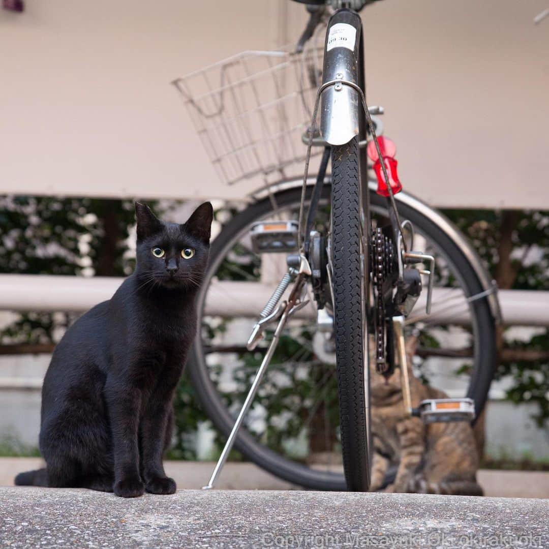 Masayukiさんのインスタグラム写真 - (MasayukiInstagram)「いつもの黒ねこさん。  #cat #ねこ」8月31日 21時11分 - okirakuoki