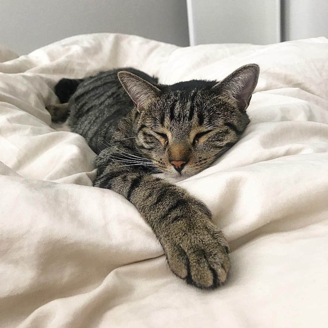 Cute Pets Dogs Catsさんのインスタグラム写真 - (Cute Pets Dogs CatsInstagram)「5 more minutes please 😺🙃 From @furrywaffles . #chat #neko #gato #gatto #meow #kawaii #nature #pet #animal #instacat #instapet #mycat #catlover #meow #kittycat #catinstagram #catsclub #cats_of_instagram #kitty #ilovemycat #caturday #catsofig #thedailykitten #bestmeow #excellent_cats」8月31日 19時42分 - dailycatclub