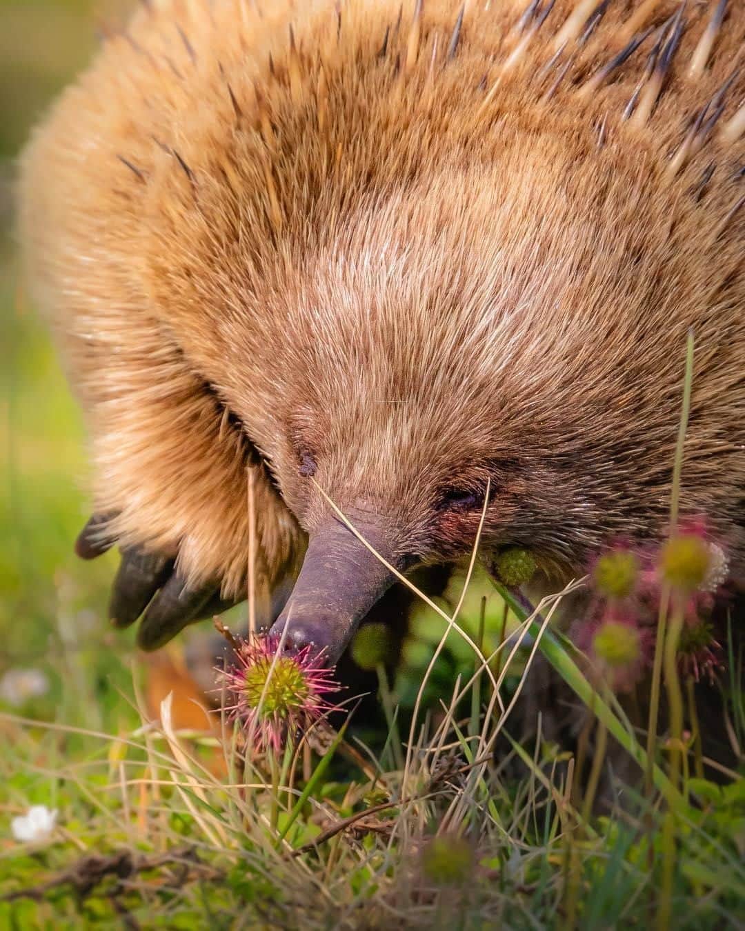 Australiaさんのインスタグラム写真 - (AustraliaInstagram)「What did the #echidna say to the flower? “Hey bud, how’s it growing?” 🌸 #sorrynotsorry @ariscaith saw this little guy foraging in @tasmania’s Cradle Mountain-Lake St Clair National Park, where they are often seen roaming around. Explore this part of @visitcradlecoast on a guided tour with @greatwalksofoz’s @taswalkingco, the 6-day trek covers all the icons from #OverlandTrack to #LakeStClair. Make sure to stop and smell the flowers along the way, you might see some wallabies, wombats and possums too.  #seeaustralia #discovertasmania #cradlecoast #greatwalksofaustralia #tasmaniaparks #wildlifephotography」8月31日 20時00分 - australia