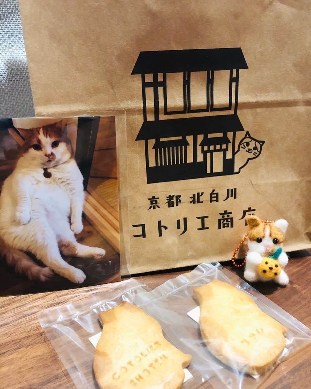 ram?rickのインスタグラム：「#ネコ市ネコ座 に行って来ました😻 保護猫活動や保護猫に関わる知識を知ってもらう場だそうです✨ 私はフォローさせていただいている @cotoliershoten  さまのブースへ✨ 念願の#みかん店長  の写真入りのクッキーとストラップ人形を買えました😊❤️ 次は京都のお店に行ってみかん店長に会いたいです🐾 明日も頑張って下さい✨ #名古屋#吹上ホール#保護猫活動 #コトリエ商店  #ねこのきもち#まん丸ねこ部#スコティッシュフォールド#折れ耳スコ#ふわもこ＃ハチワレ#ハチワレ猫#scotishfold#猫#ネコ#にゃんこ#猫動画#顎ぶちラ部#ブリティッシュショートヘアー#あご髭#白黒猫#britishshorthair#ねこのおてて#cats_of_world_#bestcats_oftheworld#catsarelovee#cat#cats_of_instagram」