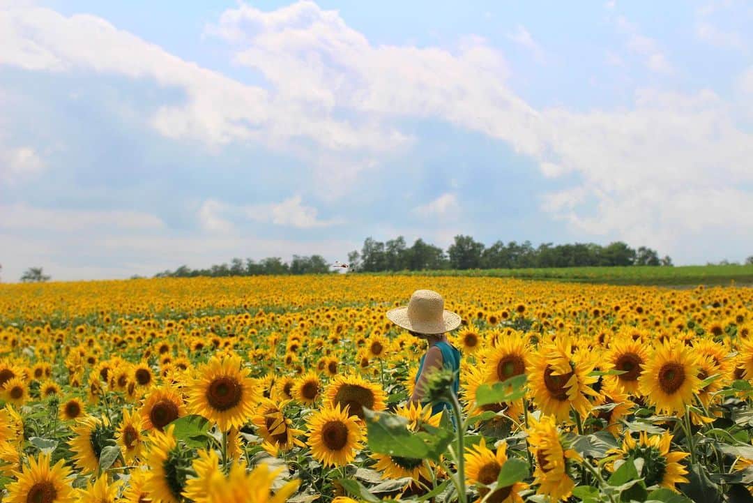 sayoko_betseyさんのインスタグラム写真 - (sayoko_betseyInstagram)「Good bye August🌻 . . 8月の終わりはきっと誰にとってもちょっぴり切ない（´-`）.｡oO . . 夏は来年もまたやってくるけど、2019年の夏はこの1度だけ。 思い起こせば楽しい事いっぱいできたかな🌻 . . 秋冬が大好きな私は、明日からもまたはりきって過ごします🐿 . . . #夏休みのワンピース 着倒しました♡  これが好評で秋冬バージョンも作って下さるそうね 楽しみ楽しみ😌 . #sunflower #hokkaido #hokkaidolikers #discoverhokkaido #北竜町 #ひまわりの里 #向日葵 #ややワイルド #週末野心 #北海道 #北海道旅行 #北海道に恋してる」8月31日 20時01分 - sayoko_betsey