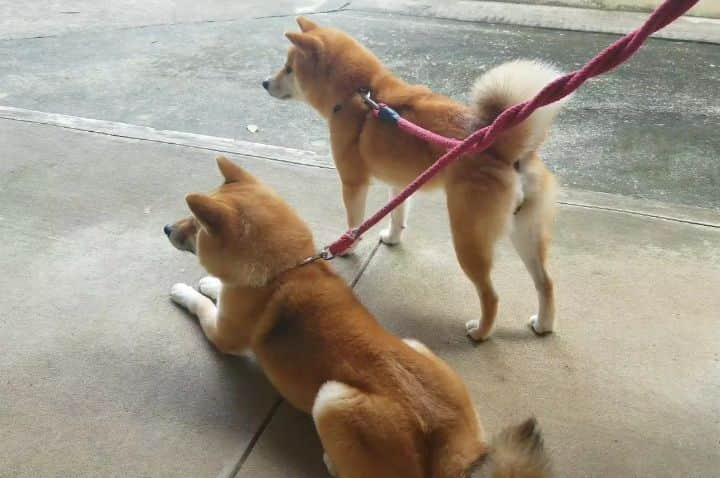 柴犬たま Shibainu Tamaのインスタグラム