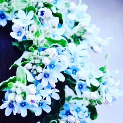 宮内 孝之 花飾人 花の妖精さんのインスタグラム写真 宮内 孝之 花飾人 花の妖精instagram 9月の運気アップ 待ち受け画面にどうぞ ブルースター 残暑続きますが 幸せな気持ちでワクワク Takayukimiyauchi Com 宮内孝之 テレビ出演 花空間装飾
