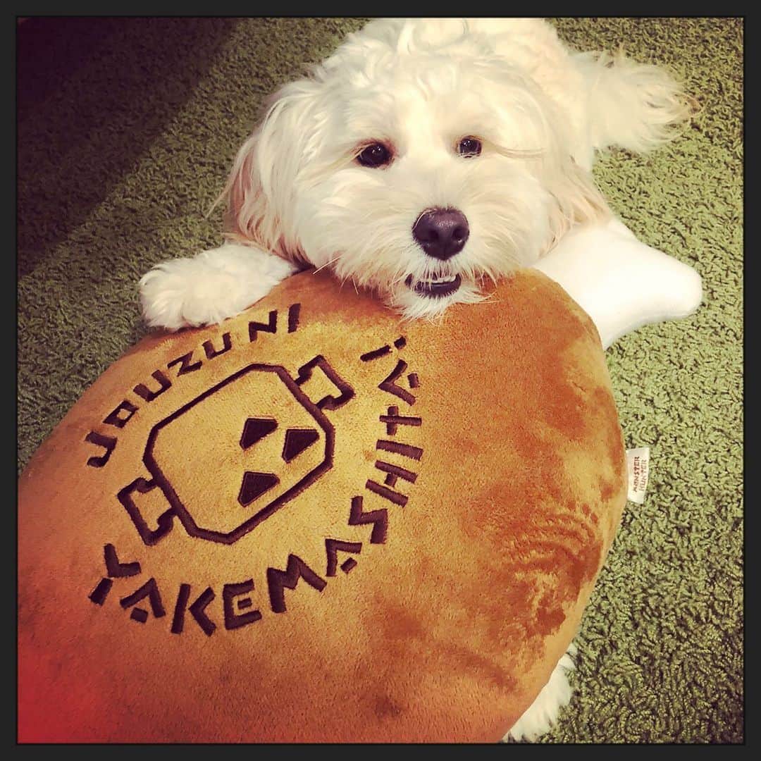 北山陽一のインスタグラム：「これはいっさいのころ。 #きたやまおもち」
