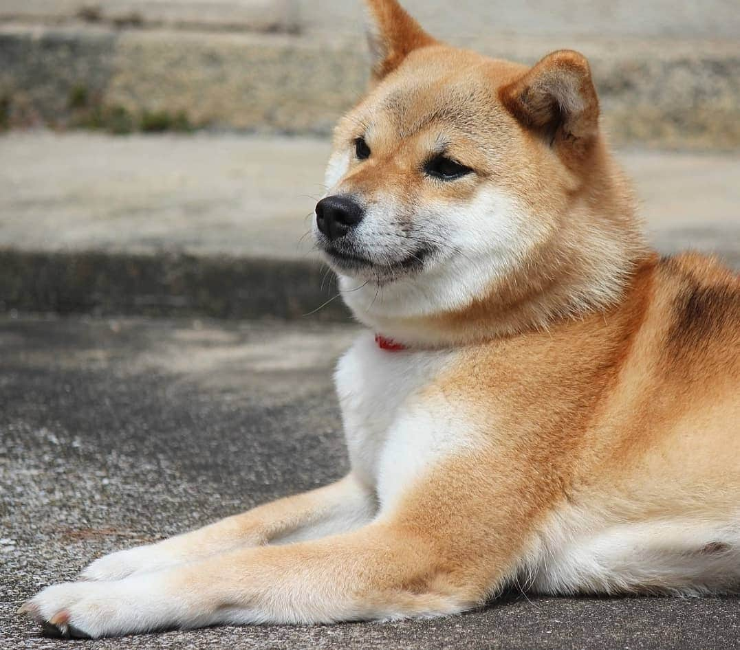 柴犬たま Shibainu Tamaさんのインスタグラム写真 - (柴犬たま Shibainu TamaInstagram)「久しぶりにポカポカ陽気でご満悦🐶🎵 * Caption trans🇬🇧 Tama is satisfied with the sun after a long time🐶🎵 * #柴犬たま #たママ #一眼レフ #一眼レフカメラ #ポカポカ陽気 #日向ぼっこ #笑顔 #ご満悦 #カモメ眉 #カモメ眉毛 #両津勘吉 #柴犬 #shiba #shibainu #shibastagram #犬 #dog」8月31日 13時15分 - tama7653