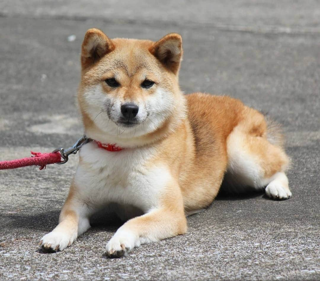 柴犬たま Shibainu Tamaさんのインスタグラム写真 - (柴犬たま Shibainu TamaInstagram)「久しぶりにポカポカ陽気でご満悦🐶🎵 * Caption trans🇬🇧 Tama is satisfied with the sun after a long time🐶🎵 * #柴犬たま #たママ #一眼レフ #一眼レフカメラ #ポカポカ陽気 #日向ぼっこ #笑顔 #ご満悦 #カモメ眉 #カモメ眉毛 #両津勘吉 #柴犬 #shiba #shibainu #shibastagram #犬 #dog」8月31日 13時15分 - tama7653