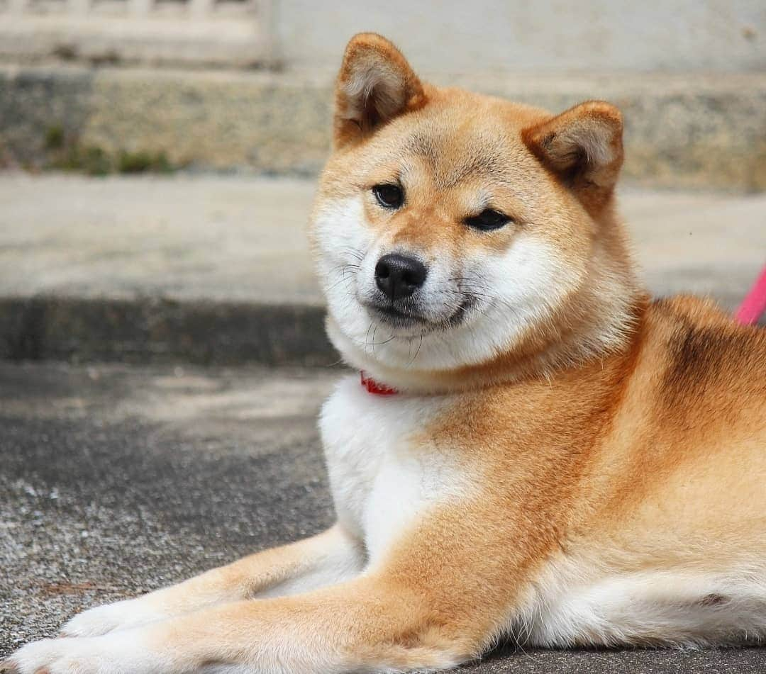 柴犬たま Shibainu Tamaさんのインスタグラム写真 - (柴犬たま Shibainu TamaInstagram)「久しぶりにポカポカ陽気でご満悦🐶🎵 * Caption trans🇬🇧 Tama is satisfied with the sun after a long time🐶🎵 * #柴犬たま #たママ #一眼レフ #一眼レフカメラ #ポカポカ陽気 #日向ぼっこ #笑顔 #ご満悦 #カモメ眉 #カモメ眉毛 #両津勘吉 #柴犬 #shiba #shibainu #shibastagram #犬 #dog」8月31日 13時15分 - tama7653