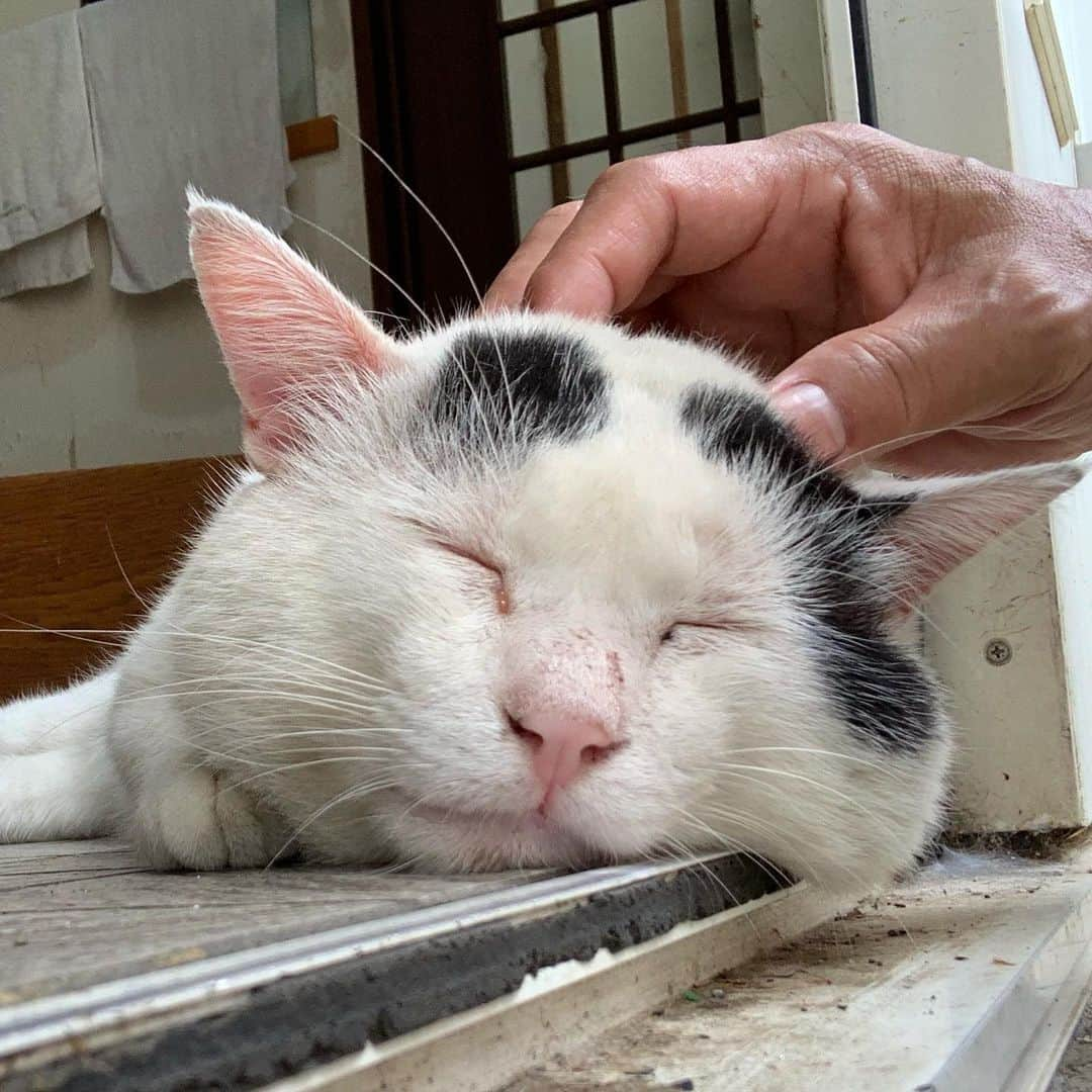 Kachimo Yoshimatsuさんのインスタグラム写真 - (Kachimo YoshimatsuInstagram)「頭をコキコキ。 #uchinonekora #ナナクロ #nanakuro #sotononekora #neko #cat #catstagram #kachimo #猫 #ねこ #うちの猫ら http://kachimo.exblog.jp」8月31日 13時29分 - kachimo