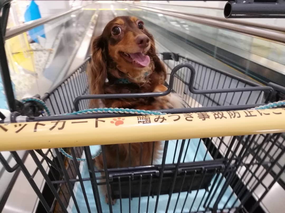ななこさんのインスタグラム写真 - (ななこInstagram)「おやつ買ってくれると思ってる🤩 ※ ※ #犬 #愛犬 #ダックス #カニンヘン　 #dog #dachshund #dogstagram  #doxie #instadog #instadachshund  #petstagram #dachshundsofinstagram」8月31日 14時13分 - nanaco_dachs
