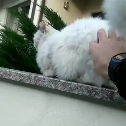 のインスタグラム：「#caturday 🙀」