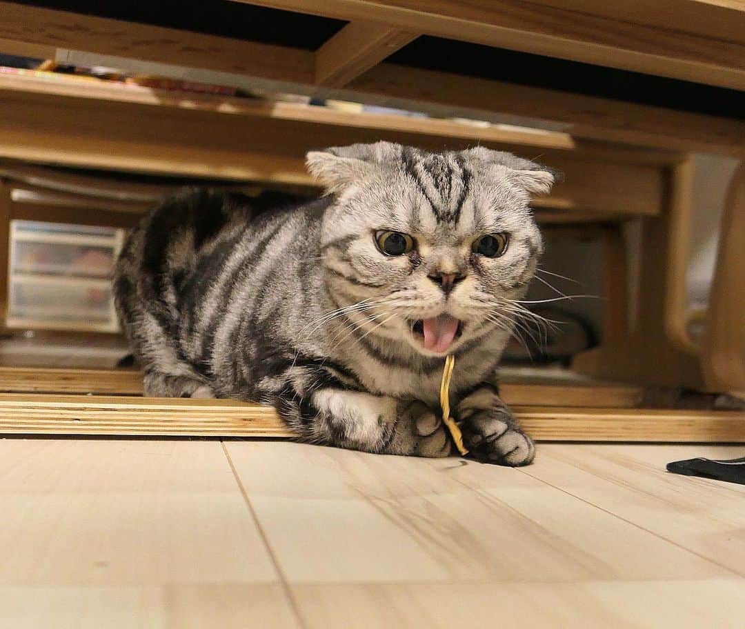 Shishi-maruのインスタグラム：「🐱With his favorite toy. 🐱ししまるが好きなおもちゃ2位に選ばれたビニールタイとししまる。 【渋ネコししまるさん】#10 ｜ねこのきもちWEB MAGAZINE https://cat.benesse.ne.jp/lovecat/content/?id=46528 ーーーーーーーーーーー 📕「ぷっちねこ。」「3匹のちいさな猫を召喚できたなら」「ちいさな猫を召喚できたなら」徳間書店より単行本発売中 ーーーーーーーーーーー ⭐︎ねこ漫画を描いています→@tacos_cat 🐱公式→@chiisanacat 🌺Twitter →@taco_emonemon ーーーーーーーーーーー」