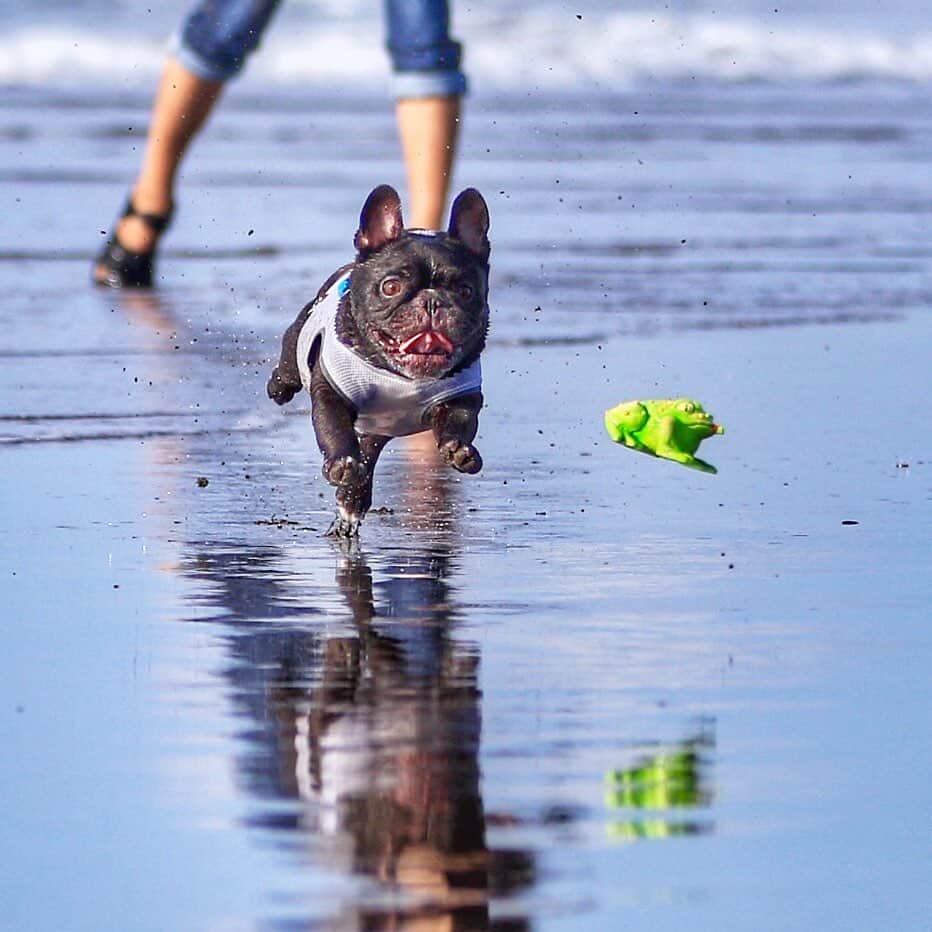 のインスタグラム：「今日は朝5時出発で九十九里へ We went to the beach and played in this morning  @akari.sanpou 運転ありがとうございました！ . . #frenchbulldog #frenchie #buhi #dog #フレンチブルドッグ  #フレブル #ブヒ #frenchiesofinstagram #instadog #instafrenchie #frenchiegram #dogstagram #frenchbullys #frenchielove #프렌치불독 #thefrenchiepost #法鬥 #frenchies1 #portrait #igersjp #tokyocameraclub  #bully #ilovemydog #frenchielife #愛犬 #dogsofinstagram #ふわもこ部 #beach #九十九里浜 #summer」