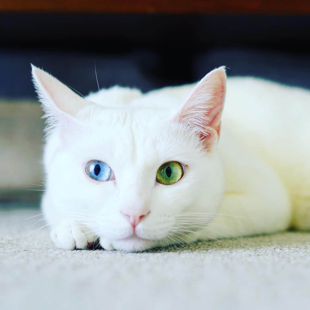 のインスタグラム：「🐈 … #ネコ顔2019 . 猫の飼育環境による顔の違いを調べている 「猫顔研究プロジェクト2019」 @nekokao2019  遅ればせながら参加いたします。 でもちょっと目線が、研究素材的にどうかなー。 . 参考になるか分からないけれど、 2枚目は保護された当時の写真。 . 名前：アイビー ( #nuco_ivy ) 年齢：推定5歳半 性別：オス猫、去勢済、 種類：雑種、白猫、オッドアイ 飼育：単独飼い、飼い始めて5年 出身：保護猫（東日本大震災 被災地漁港)  #保護猫 #オッドアイ #oddeye #なんか1本ピーンと妖気立ってる #きょうもおといれをしっぱいしました」
