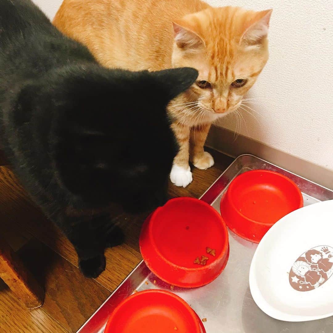 のインスタグラム：「めっちゃ待ち構えられた #kurohakuchai #cat #blackcat #黒猫 #茶トラ #猫多頭飼い #tabby #orangetabby #whitecat #白猫」