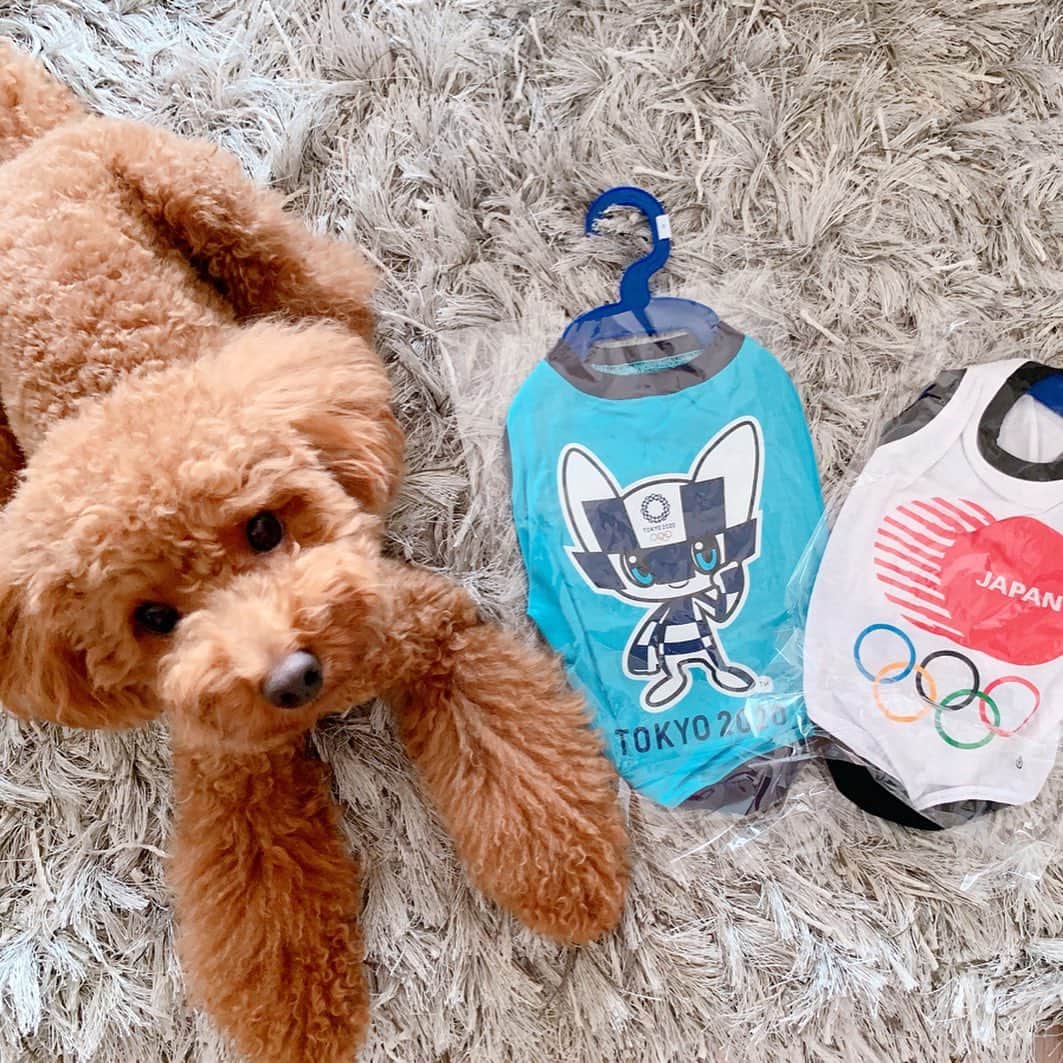坂田陽子さんのインスタグラム写真 - (坂田陽子Instagram)「#東京2020オリンピックパラリンピック に向け公式ライセンスの #ドッグウェア 迄もが登場してる〜🐶 ・ カラー、デザインも豊富。手触り良いコットン生地でタンクトップタイプ。 かるたもイヤイヤせずに着られて着心地にも満足！？ ・ ・ 今からかるたとテレビの前で応援できる日を心待ちにしています🇯🇵（チケット全部外れました〜〜😂） ・ ・ @threearrows20190925  #スリーアローズファン #トイプードル #トイプー #デカプー  かるたはサイズ3だと胴が収まらないので #サイズ4 一般的なトイプーだとサイズ2か3😂」8月31日 16時37分 - yokosakata