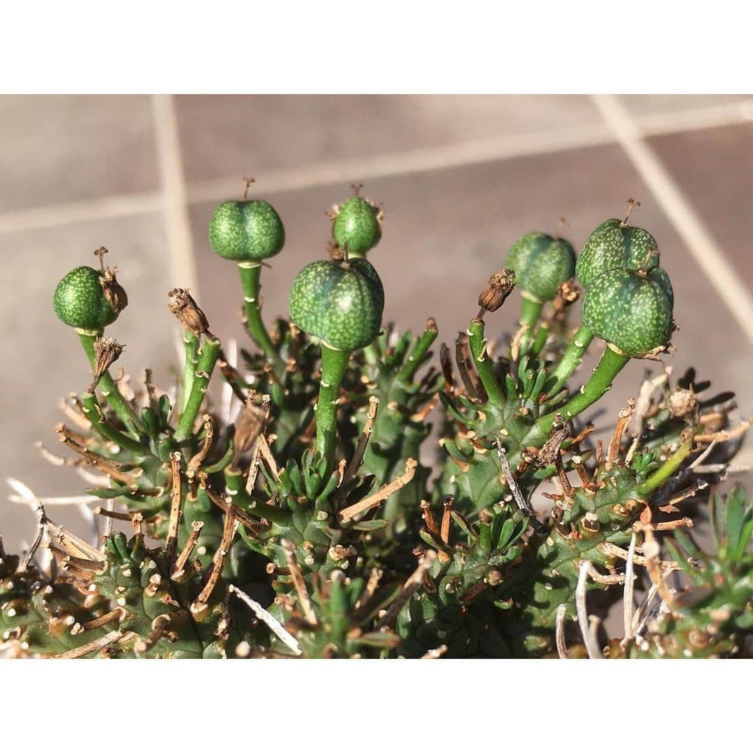 Syota Kitamoriさんのインスタグラム写真 - (Syota KitamoriInstagram)「✫ ご懐妊！ . . #Euphorbia #astrophora #Euphorbiaastrophora」8月31日 17時04分 - kitamori1110
