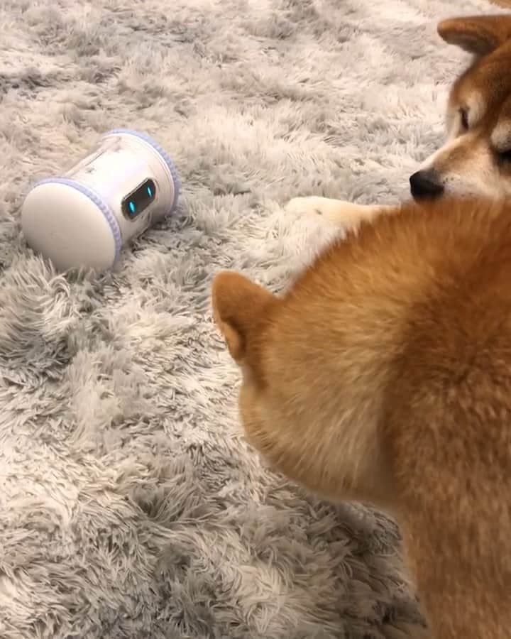 shibainu berryのインスタグラム