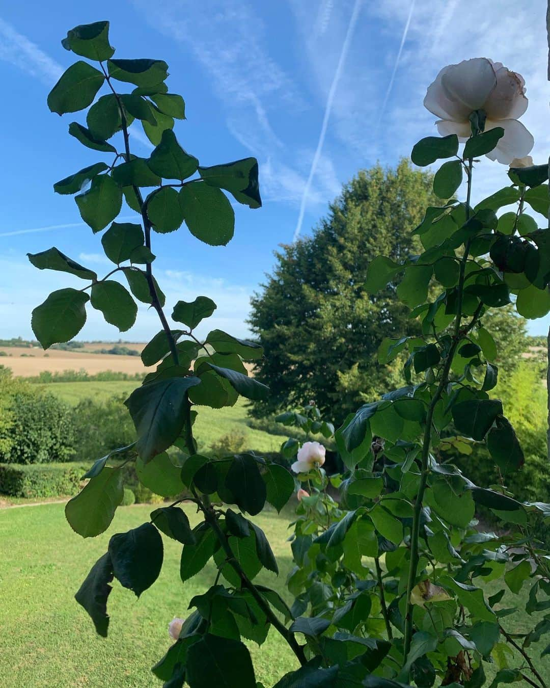 シャンタルトーマスさんのインスタグラム写真 - (シャンタルトーマスInstagram)「Bedroom with a view #country #weekend #normandie」8月31日 17時58分 - chantalthomass