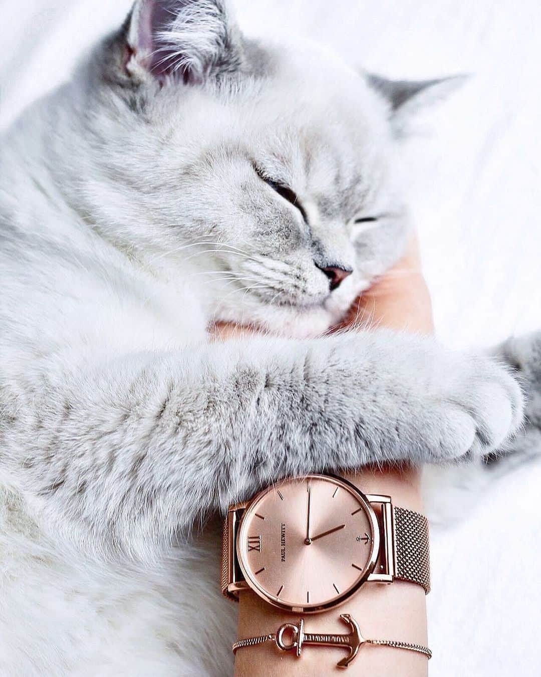 PAUL HEWITTさんのインスタグラム写真 - (PAUL HEWITTInstagram)「Saturday morning mood. 🐱⚓️ (photo @amy_simba) #getAnchored #paulhewitt #sailorline #anchorspirit #perfectmatch __ #catlover #catsofinstagram #instacats #womenswatch #morningcuddles #cuddle #cat #fluffy #anchorbracelet #braceletsofinstagram」8月31日 18時12分 - paul_hewitt