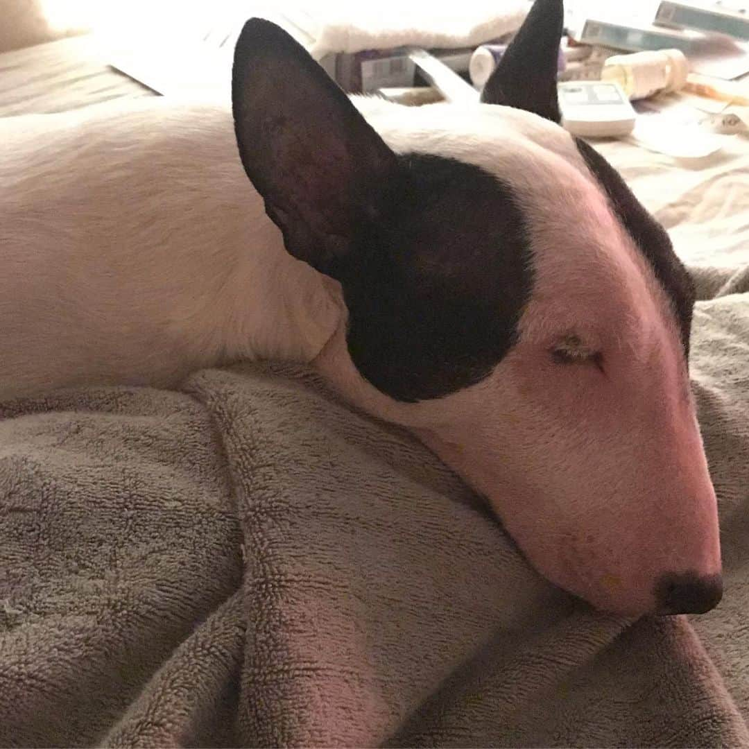 Q太郎さんのインスタグラム写真 - (Q太郎Instagram)「#minituru#bull#terrier#minibullterrier#miniturubullterrier#dog#dogstagram#cute#qtaro#love#family#ミニチュア#ブルテリア#ミニチュアブルテリア#Q太郎」8月31日 18時24分 - qtaro.jun