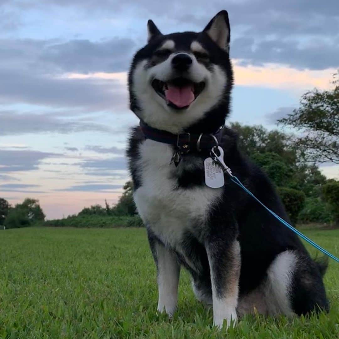 のインスタグラム：「🌇夕んぽ👅 #kuroshiba #blackshiba #shibainu #shibastagram #instadog #dogstagram #柴犬 #黒柴 #黑柴 #日本犬 #和犬 #シニア犬 #癒し犬 #いぬら部 #ふわもこ部 #柴犬部 #モフモフ生命体 #柴犬のいる暮らし #わんこのいる暮らし #わんこのいる生活 #わんこと一緒 #わんダフォ #わんだふるjapan」