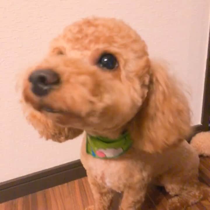 のインスタグラム：「・ こっちゃん🐶本当に賢いんだよ💕 言葉わかってるん？ってくらい賢い🤭 ・ トイレも失敗ゼロ🚽❤️ ・ #dog#dogstagram#dogs#doggo#love  #doglover#poodle#poodlelove#pet#🐶 #トリミング#トイプ#トイプードル#動画 #デカプー#5キロ#愛犬#お利口さん#❤️」
