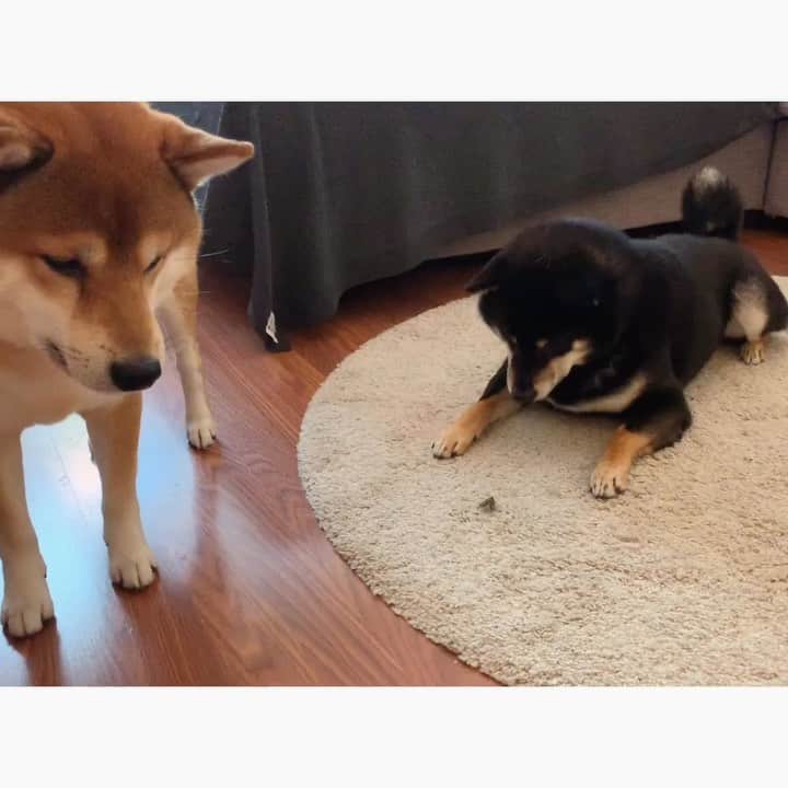 ?Fricko the Shiba Inu?のインスタグラム：「Try to show this bug who the real badass is 😎🤜🏻 🐾 🐾 🐾 #FrickoandKeaton #🐶 #☀️ #shiba #shibainu #dog #柴犬 #赤柴 #黒柴  #adorable #shibalovers #shibaholics  #dogoftheday  #weeklyfluff #aww #dogstagram  #dogscorner #puppiesofinstagram #shibapuppy」