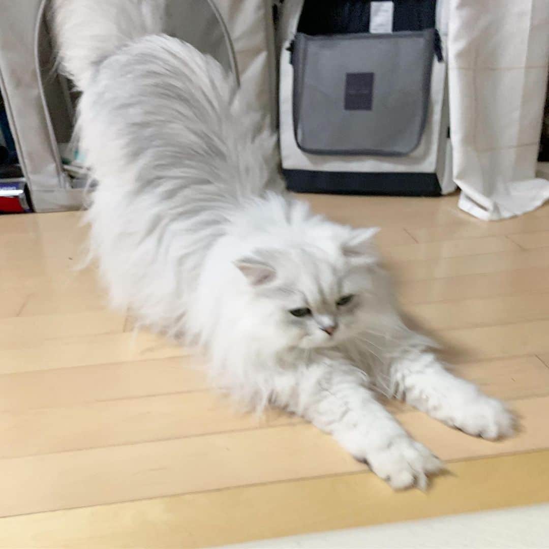 후추네큰언니のインスタグラム：「급하게 카메라를 켜서 찍었지만 흔들렸........... 그래도 귀여워 💕」