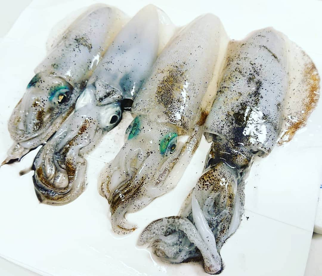 伊勢みずほさんのインスタグラム写真 - (伊勢みずほInstagram)「本日の釣果🦑🐟 アオリイカ担当は旦那さん。 豆アジは私。  今夜の食卓にのぼります🐟✨🦑✨ #海の恵みに感謝  #釣り #釣りデート#釣り女子 #釣りガール #釣り女 #豆アジ  #サビキ #アオリイカ #エギング #晩夏 #海釣り #海の幸 #海 #issei #niigata #fishing #🦑 #🐟 #釣りたて #海風 #釣り好きな人と繋がりたい #海が好きな人と繋がりたい #ストレス発散」8月31日 19時10分 - isemizuhoo