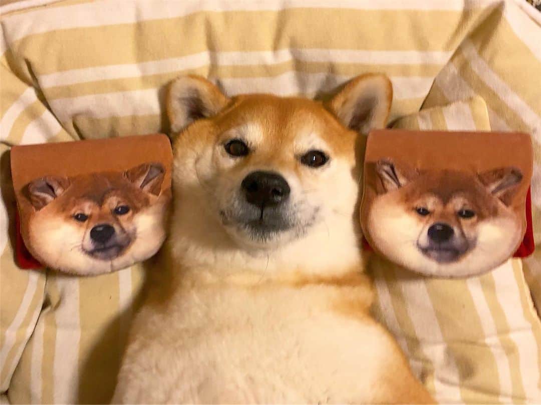 マロたんのインスタグラム：「I got a new wallet. 可愛すぎる柴犬ウォレットをポチった日に同じものをもらう奇跡…だってもう可愛すぎて売り切れなのに 可愛くないですかぁ？(田中みな実ism) 両方使う！ @carmine.tokyo さんのお財布です #carmine #shiba #shibainu #weeklyfluff #ilovemydog」
