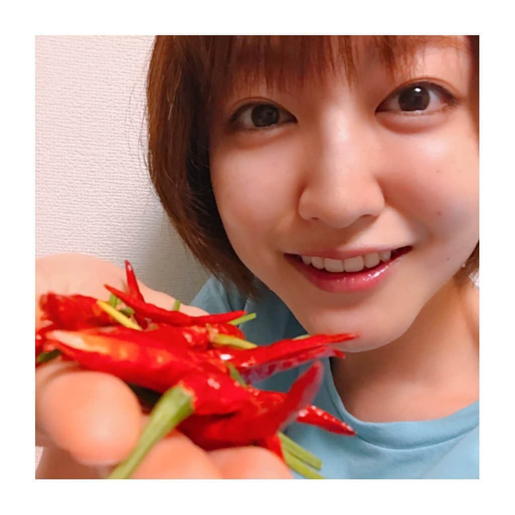 滝菜月さんのインスタグラム写真 - (滝菜月Instagram)「今日は8月31日...﻿ ﻿ 8(や)3(さ)1(い)の日！！﻿ ﻿ 野菜好きには﻿ なんだか嬉しい日(^^)﻿ ﻿ そろそろ夏野菜も終わり。﻿ ﻿ ということで、﻿ ベランダの唐辛子を収穫しました。﻿ ﻿ たくさん収穫したので、﻿ ペペロンチーノにしたり﻿ 唐辛子オイルにしたり﻿ いろんなものに使えます！﻿ ﻿ 始めは青唐辛子として収穫。﻿ そこから約40日ほど﻿ 置いておけば赤唐辛子に変身！﻿ 二回収穫を楽しむことができます！﻿ ﻿ さらに虫も比較的つきにくいので﻿ 初心者の方にもオススメです！﻿ ﻿ ﻿ #1人ヒルナンデスファーム ﻿ #家庭菜園 #唐辛子 #鷹の爪﻿ #観賞用としても可愛いです #滝菜月」8月31日 19時28分 - taki_natsuki