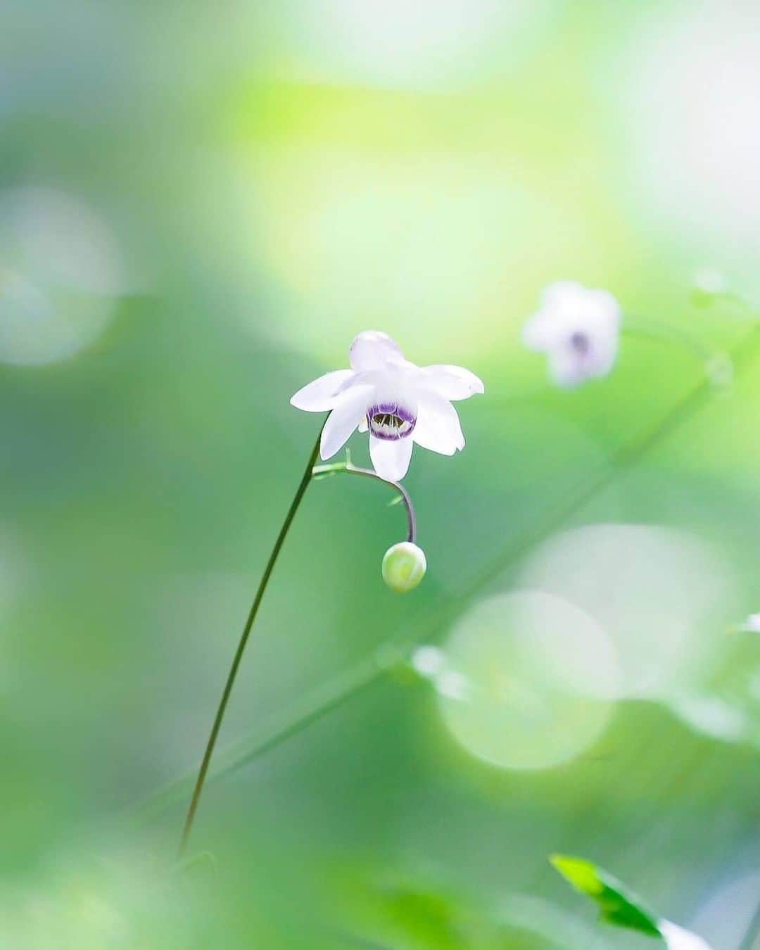 花の写真館のインスタグラム：「Photo by @__mii.footprints.⠀ https://instagram.com/__mii.footprints/⠀ .⠀ Original Post[投稿頂いたURL]⠀ https://www.instagram.com/p/B0VtcIqg8je/⠀ .⠀ 本アカウントは、 #私の花の写真 をつけてInstagramに投稿された皆さまの花の写真や、「花の写真館」Facebookページで投稿された花の写真を紹介します。⠀ 「花の写真館」Facebookページは、「 @floral.photograph 」のプロフィールにあるURLからご覧ください。⠀ .⠀ #花の写真館 #floralphotograph #floralphoto #flower #flowers #富士フイルム #FUJIFILM⠀ Follow: @floral.photograph」